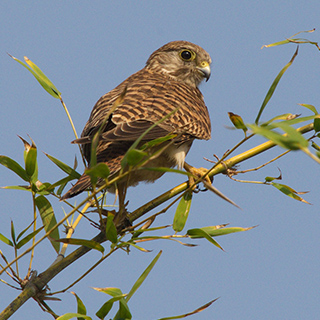 Bandhavgarh - Common kestrel